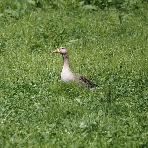 Greylag goose (Anser anser), Zwillbrocker Venn, 2025-05-26