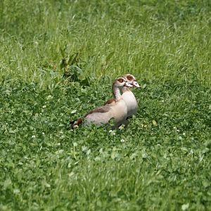 Egyptian geese (Alopochen aegyptiaca), Zwillbrocker Venn, 2025-05-26