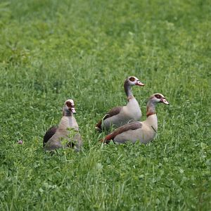 Egyptian geese (Alopochen aegyptiaca), Zwillbrocker Venn, 2025-05-26