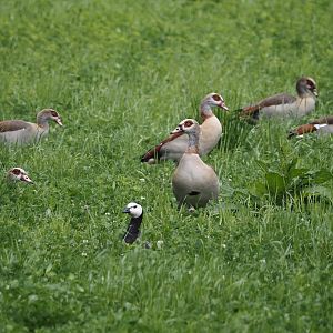Egyptian geese (Alopochen aegyptiaca) and Barnacle goose (Branta leucopsis), Zwillbrocker Venn, 2025-05-26