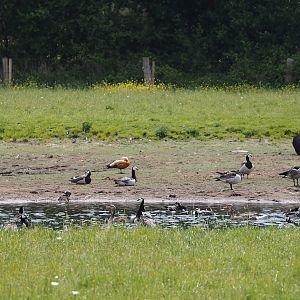 Greylag geese, Barnacle geese and Ruddy shelduck in and around pool in cattle meadow, Zwillbrocker Venn, 2025-05-26