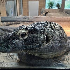 Komodo Dragon-Riverbanks Zoo