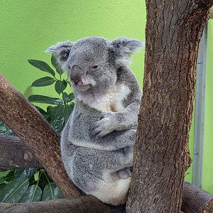 Koala-Riverbanks Zoo