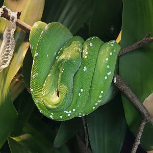 Green Tree Python-Riverbanks Zoo