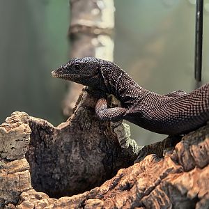 Black Tree Monitor-Riverbanks Zoo