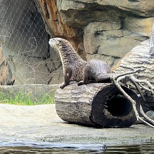 North American River Otter-Riverbanks Zoo