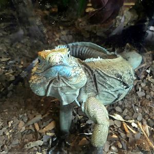 Cayman Island Blue lguana-Riverbanks Zoo