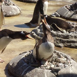 Gentoo penguins fighting 20.4.25