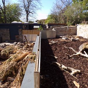Visayan warty pig enclosure 20.4.25