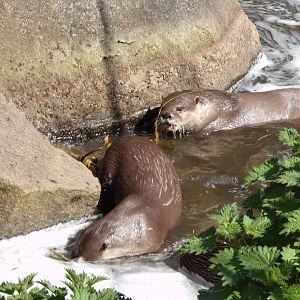 Asian short-clawed otters 20.4.25