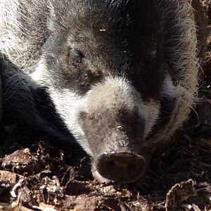 Visayan warty pig 20.4.25