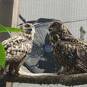 Eurasian Eagle Owls-Riverbanks Zoo