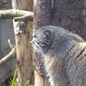 Pallas cat 20.4.25