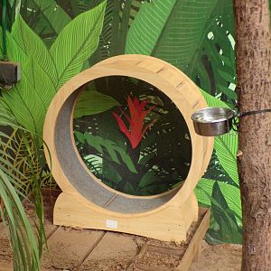 Armadillo running wheel 20.4.25