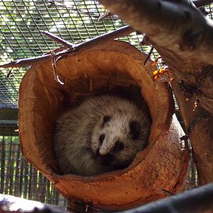 Cloud rat in a log 20.4.25