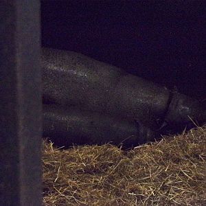 Mum and baby pygmy hippos 20.4.25