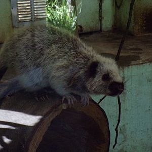 North luzon giant cloud rat 20.4.25