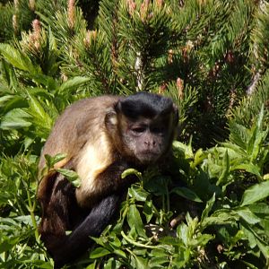 Brown capuchin 20.4.25