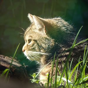 Scottish wildcat 20.4.25