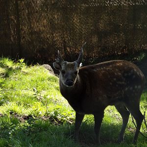 Visayan spotted deer male 20.4.25