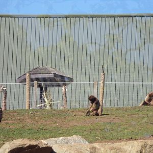 Geladas and Giraffe 20.4.25