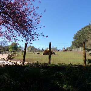Newly refurbished Nyala enclosure 20.4.25