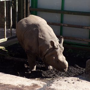 Indian rhinoceros “Qabid” 20.4.25