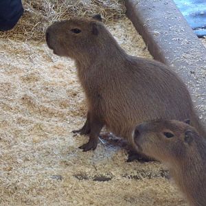 Capybaras 20.4.25