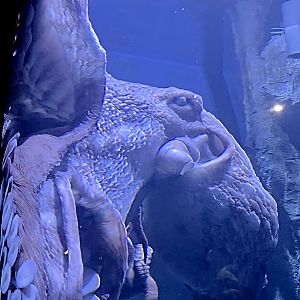 Giant Pacific Octopus-Riverbanks Zoo