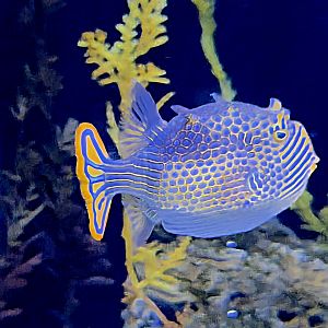 Ornate Cowfish  - Riverbanks Zoo