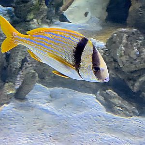 Porkfish  - Riverbanks Zoo