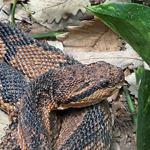 Bushmaster  - Riverbanks Zoo