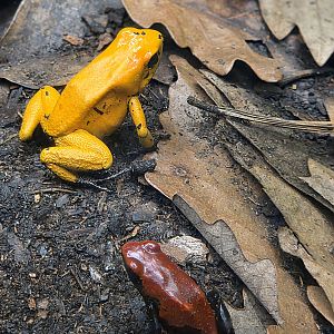 Poison Dart Frogs  - Riverbanks Zoo