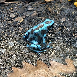 Blue Poison Dart Frog - Riverbanks Zoo