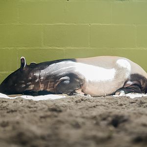 Juvenile Malayan Tapir (Ume)