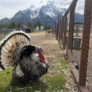Domestic Turkey
