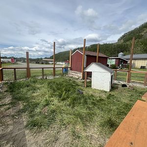 Domestic Rabbit Enclosure
