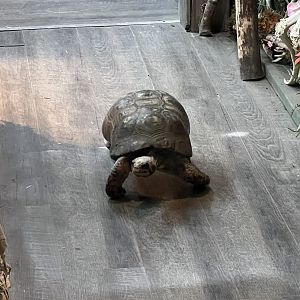 Red-footed Tortoise