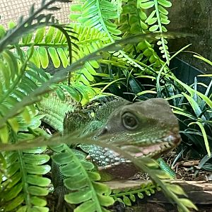 Chinese Water Dragon