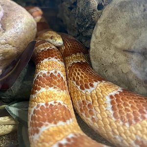 Corn Snake