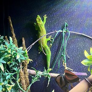 Day Gecko