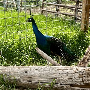 Peafowl