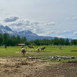 Elk