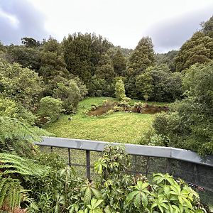 Takahe Exhibit