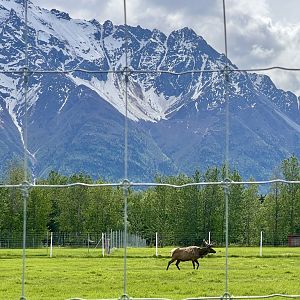 Bull Elk
