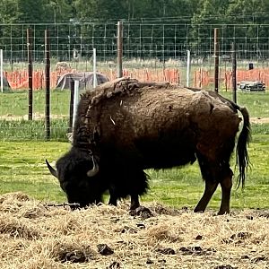 Plains Bison