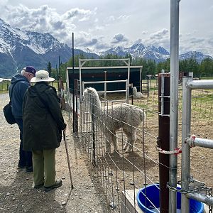 Alpaca and guests
