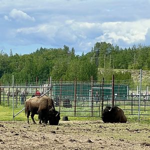 Plains Bison