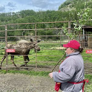 Moose and Farm Guide explaining browsing activity