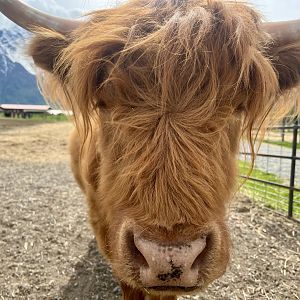 Highland Cow